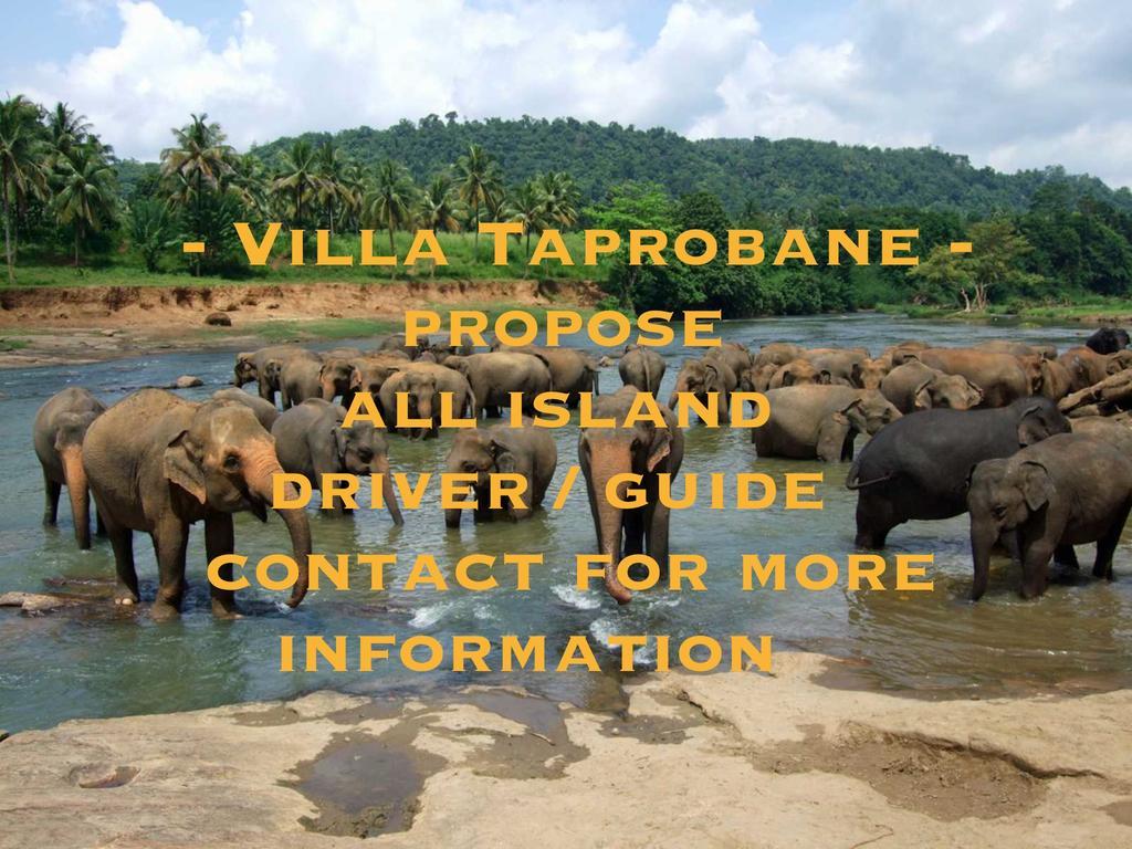 Villa Taprobane เนกอมโบ ภายนอก รูปภาพ